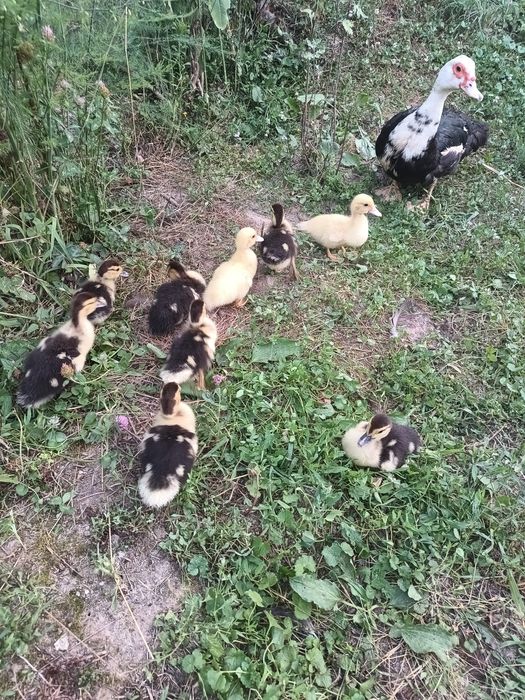 De vânzare familie rațe mute (leșești)