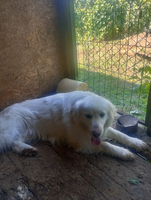 Golden retriever