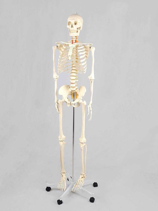 Schelet uman - Model anatomic - 180 cm, Studiu, Nou, Scoli, Licee, Universitati, Spitale
