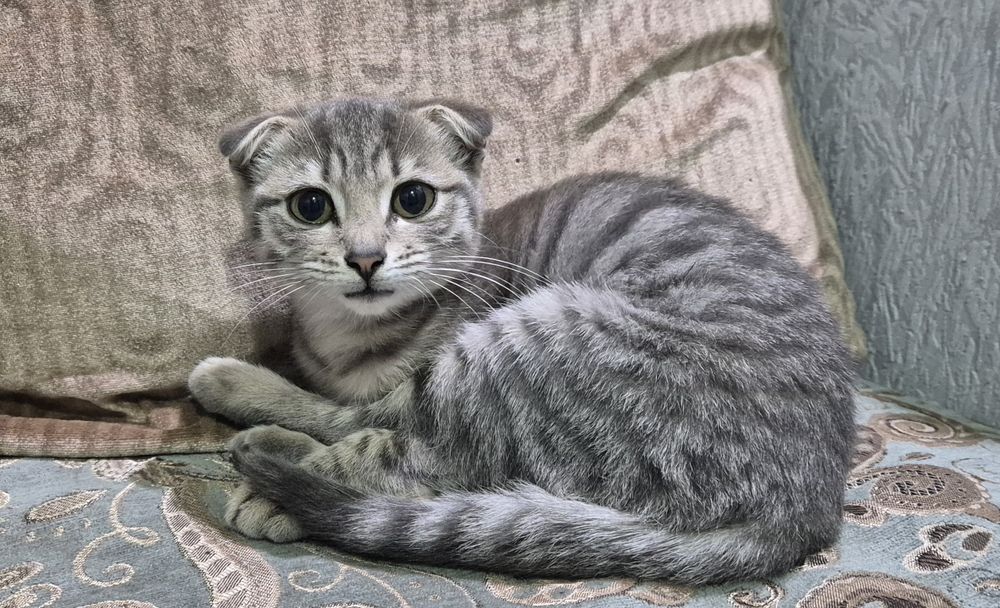 Отдам котят вислоухих
