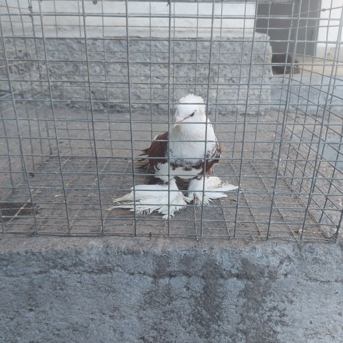 Боки самец лохманоги