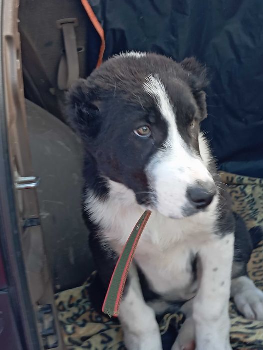 Щенки алабая (САО) девочки