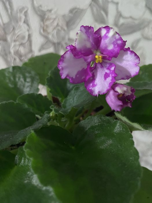 Фиалочки красивые,разные