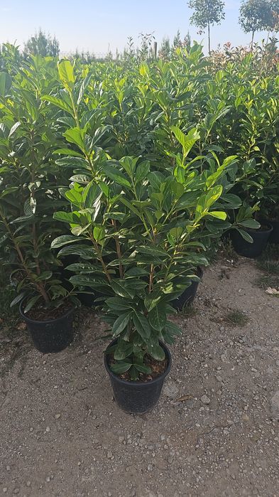 Pon pon - Spirale - Prunus laucerasus  - Leylandi gold