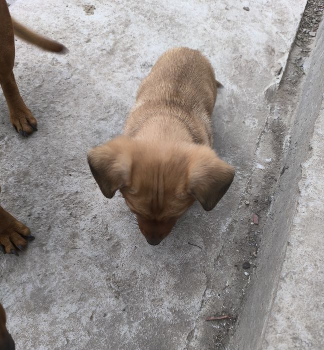 Дакелче / 2 месеца /