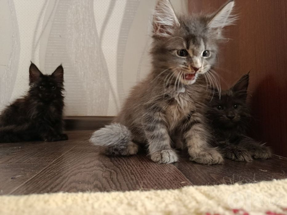 Продаются котята породы Майн Кун