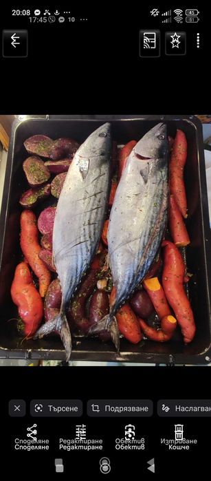 Разсад батати (сладки картофи)