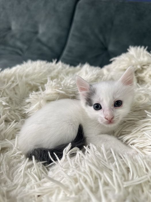 В добрые руки котятки