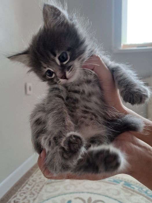 Котята мейн кун 15000тенге