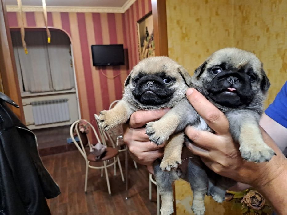 Продам щенков Мопса.