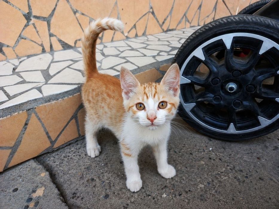 Отдам даром котёнка