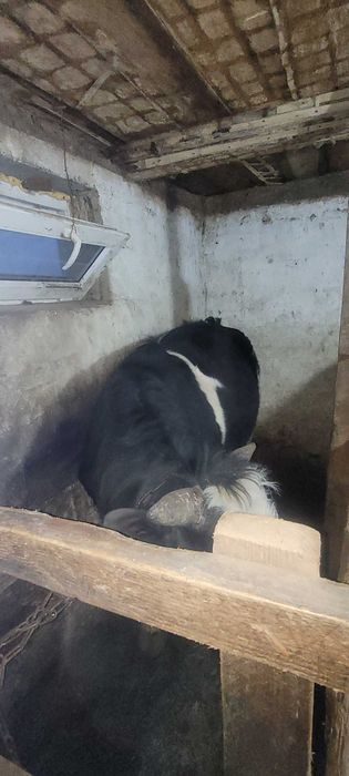 Продам бычков с откорма