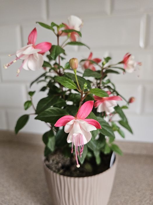 Комнатные цветы Фуксия сортовая