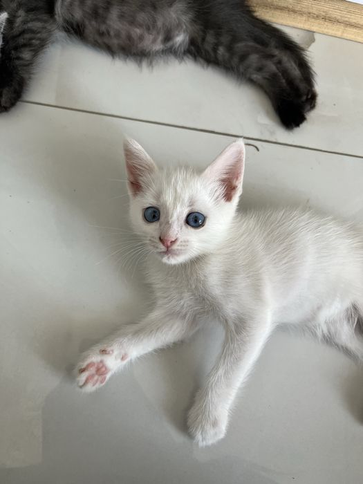 Британские котята в добрые руки