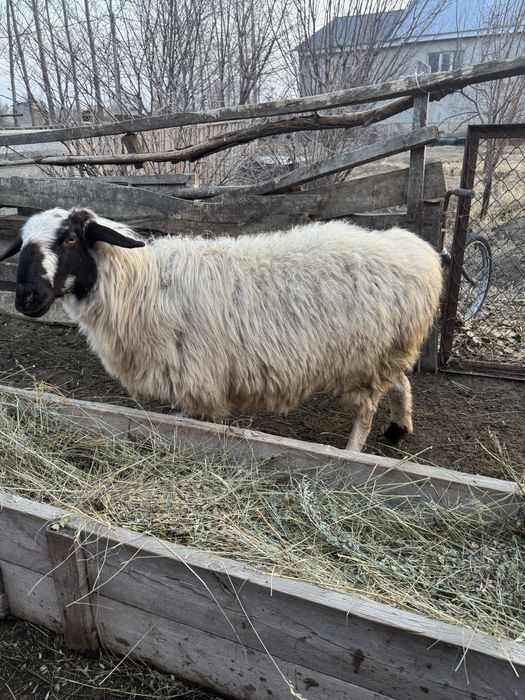 Бордакы кой сатылады