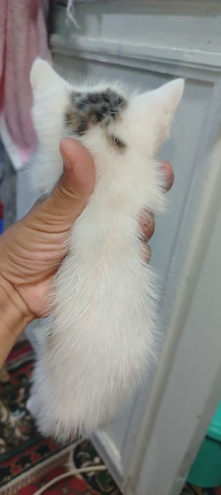 Продаётся котёнок девочка