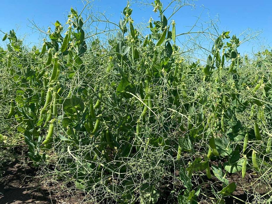 MAZARE C1 recolta 2025