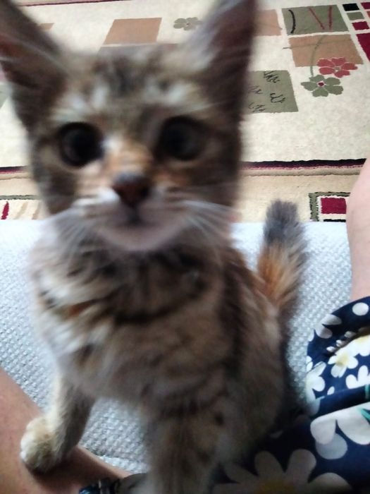 Котик в добрые руки