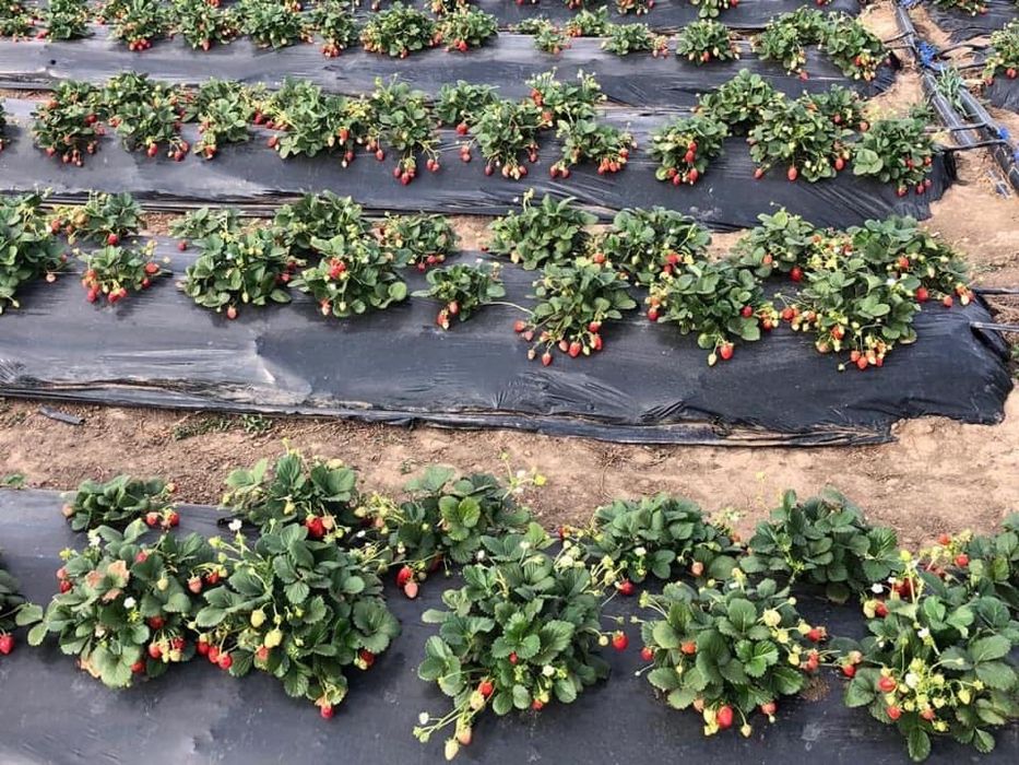 FOLIE MULCIRE, neagră, 15microni, 0.8x1500m=380lei; 0.9x1500m=374lei