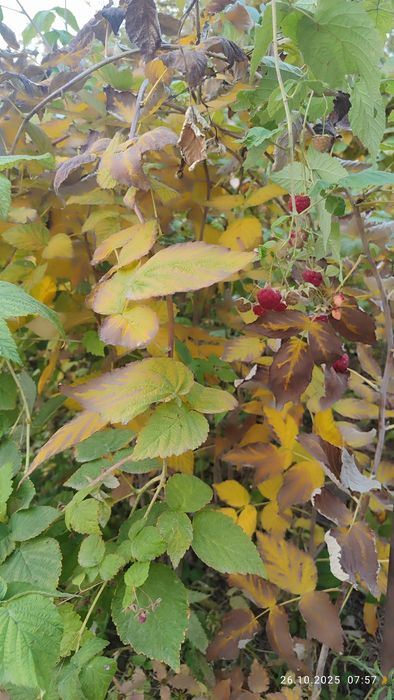 Продам саженцев малины