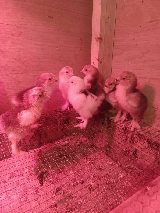 Pui brahma portelan, bobati si izabel