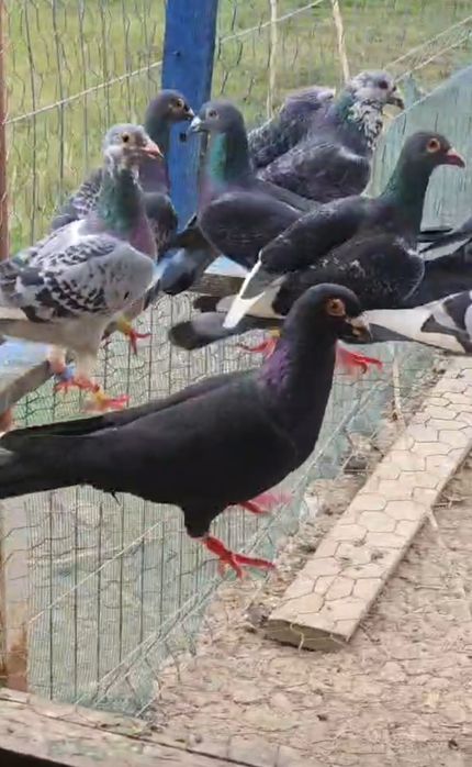 Porumbei maraton extrem