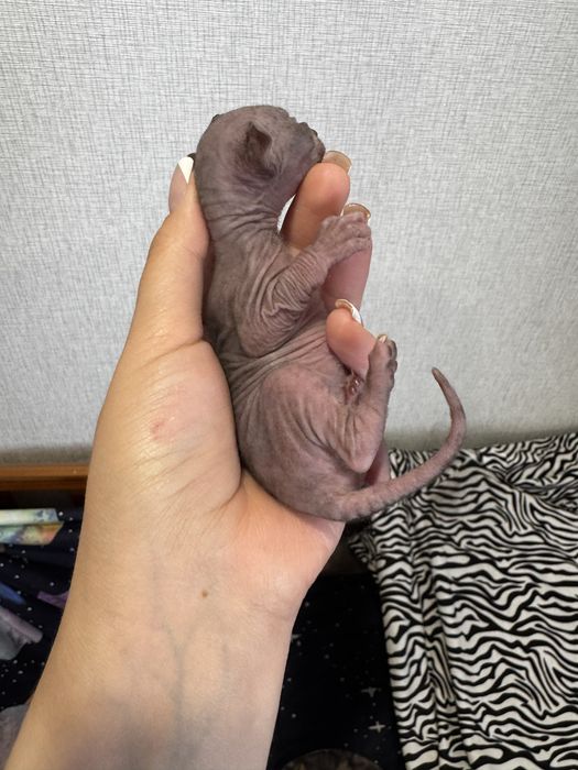 Котята донского сфинкса