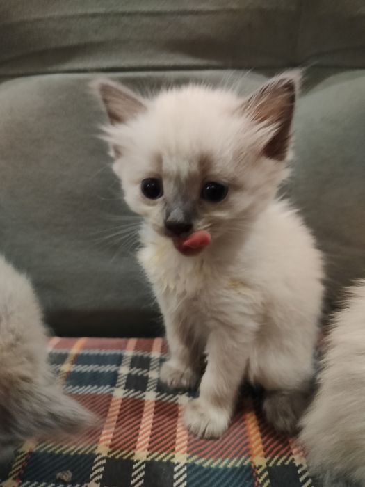 Сиамские котята.