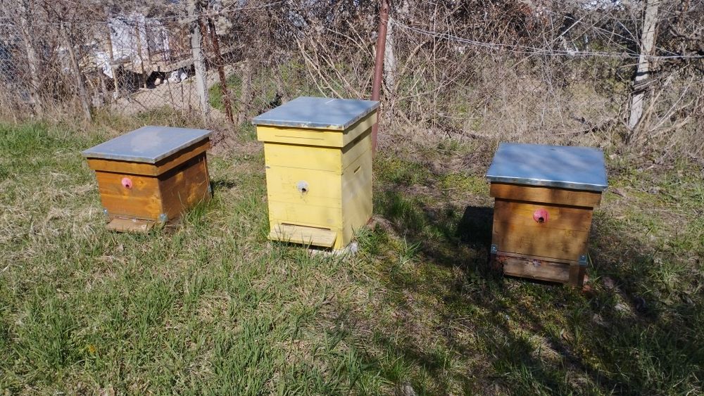 Кошери даданблат 10 рамкови с 1 магазин