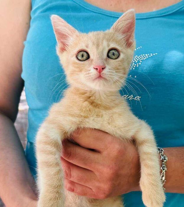 Оранжево коте търси дом