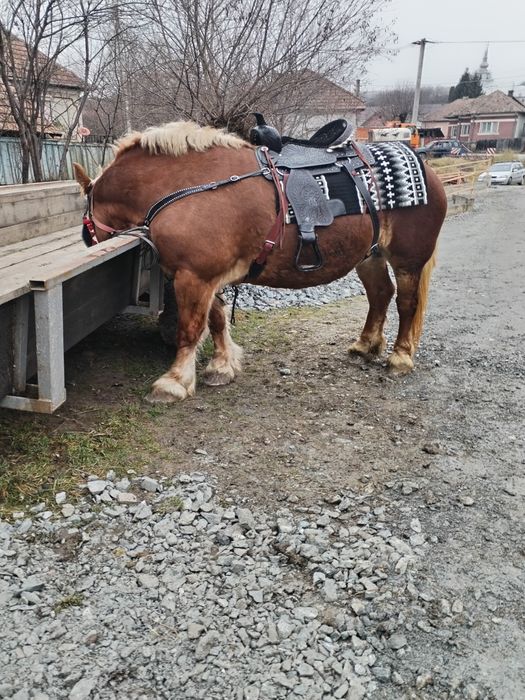Vând iapă cu mânz!
