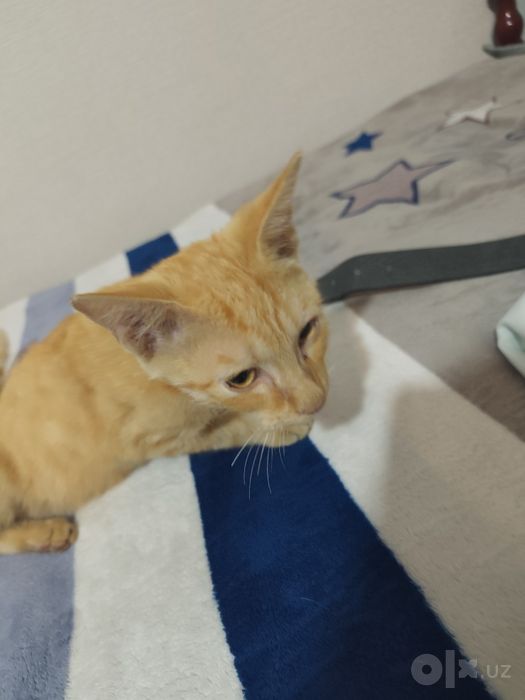 Отдадим кота лаского