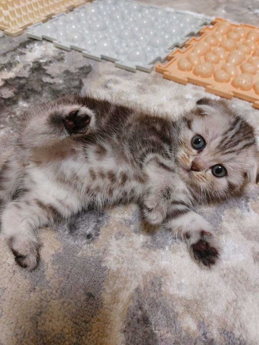 Шотландские вислоухие котята