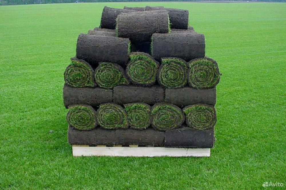 Таййор Газон | рулонный газон | gazon ekish