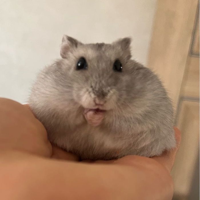 джунгарский хомячок