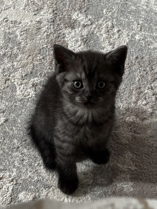 Продам котенка Шотландца Скотиш Страйт