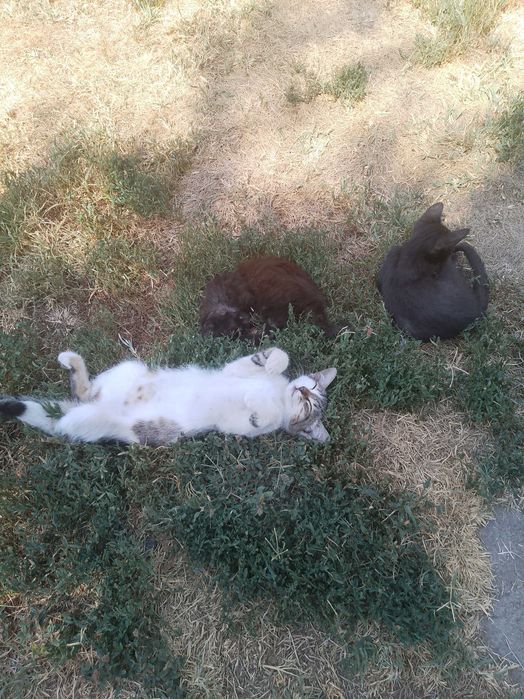 Подарявам малки котета