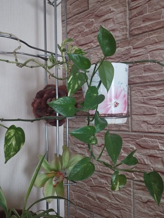 Продам срочно цветы