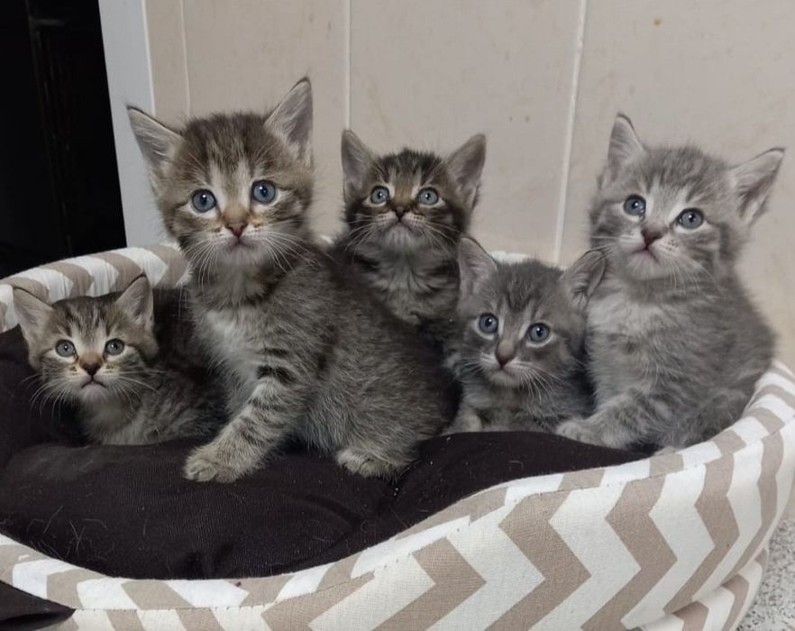 Прямоушки и Вислоушки