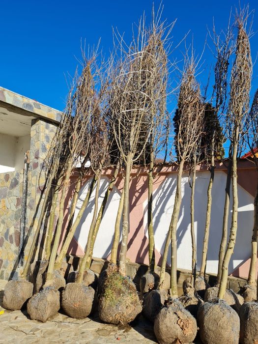 Mestecan /Tei /Platan/Stejar/Frasin/Salcam