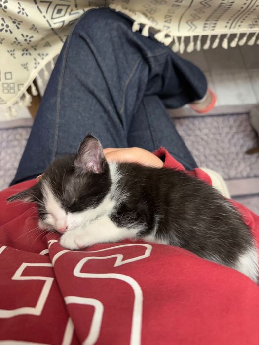 Котенок в добрые руки