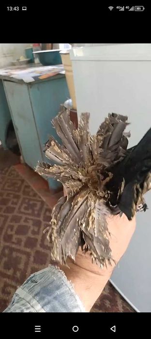 Продаются голуби