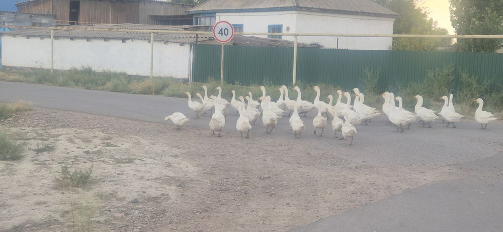 Продаютца гуси линда
