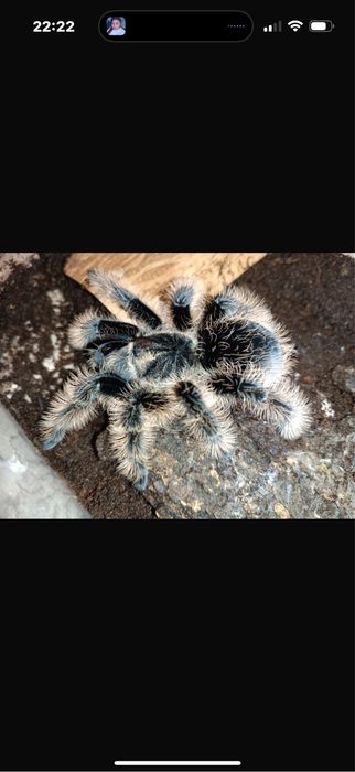 Brachypelma albopilosum