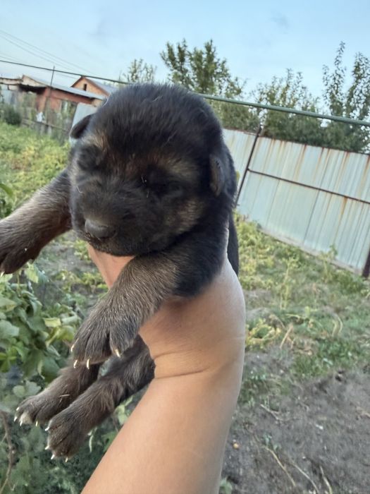 Продаются щенки немецкой овчарки