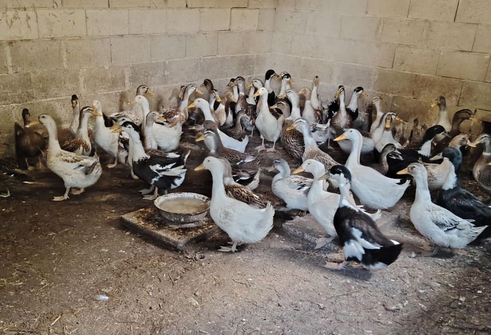 Продавам Патици мъжки и женски