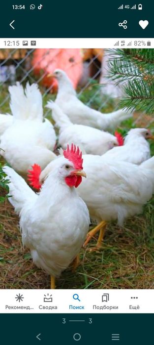 Куры несушки несушки