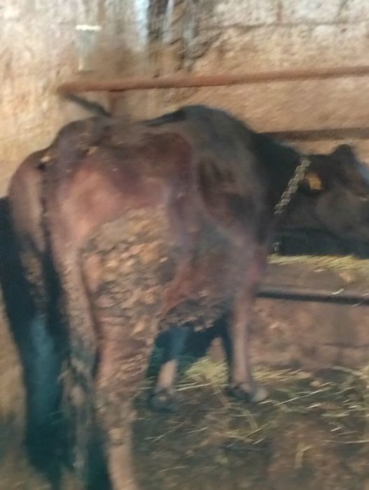 Сельхозживотное карова