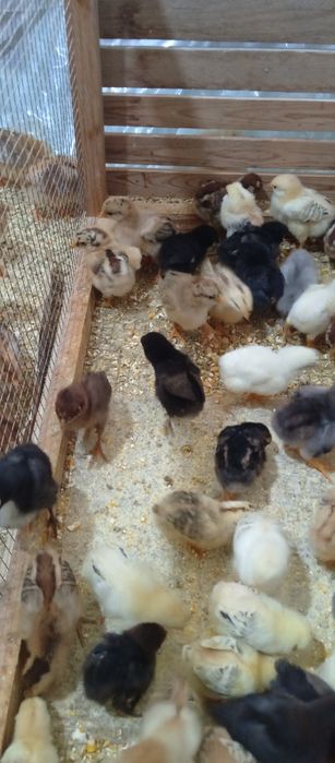 Хонаки товук жужалари сотувда