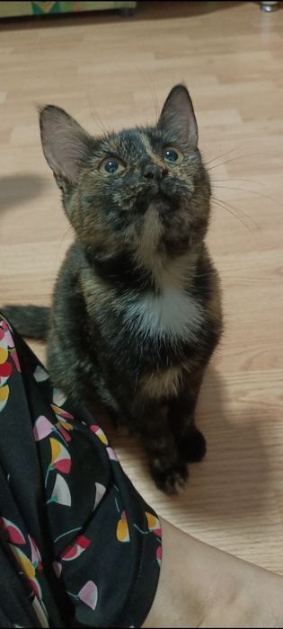 Отдам котенка в добрые руки